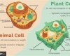 Animal Cell vs Plant Cell: Exploring the Structural Variances