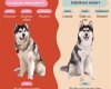 Malamute vs Husky: Choosing the Right Breed for You