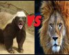 Honey Badger vs Lion: Which Animal Would Win in a Fight?